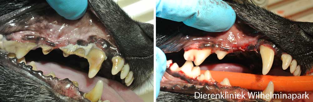 Foto's voor en na de gebitsbehandeling, bij deze hond zijn ook kiezen getrokken
